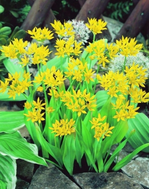 Allium Moly (Luteum)